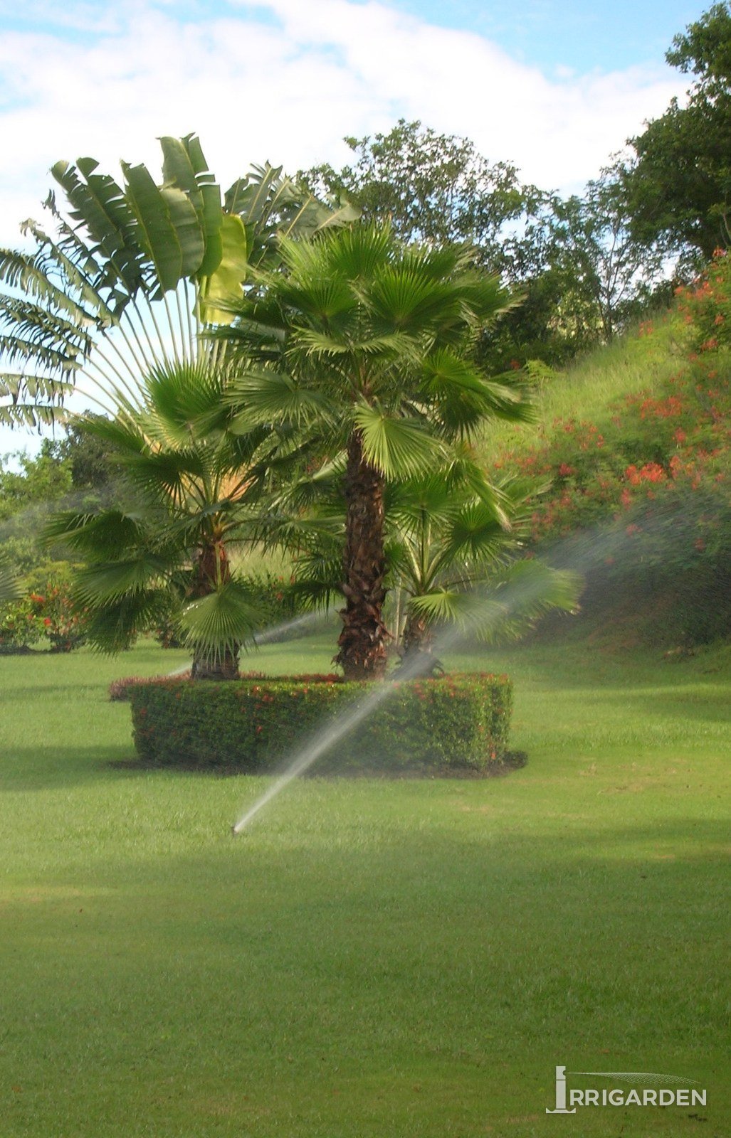 Jardín con palmas y seto en flor regado por un aspersor emergente